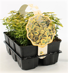 Euonymus fort. 'Emerald 'n' Gold' 6-pack