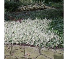 Euonymus fort. 'Harlequin' pot 17 cm, h 35 cm - afbeelding 2