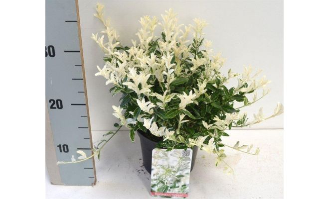 Euonymus fort. 'Harlequin' pot 17 cm, h 35 cm - afbeelding 1