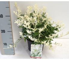 Euonymus fort. 'Harlequin' pot 17 cm, h 35 cm - afbeelding 1