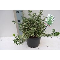 euonymus fort. 'emerald 'n gaiety' pot 17, h20 cm - afbeelding 2
