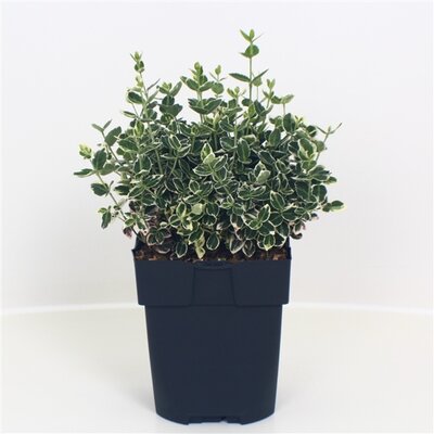 euonymus fort. 'emerald 'n gaiety' pot 17, h20 cm - afbeelding 1