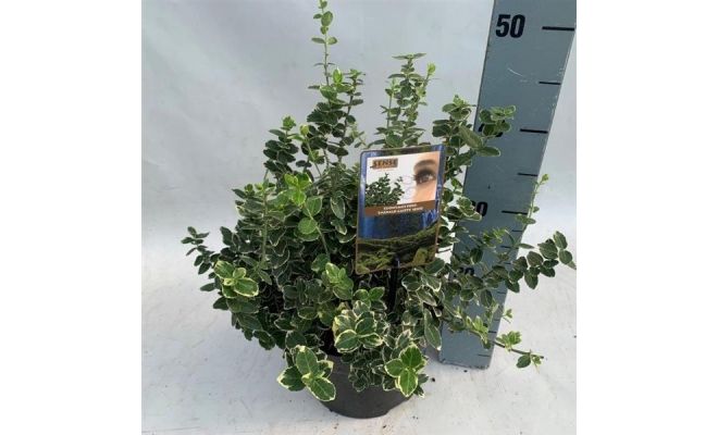 Euonymus fort. 'Emerald Gaiety, pot 23 cm, h 30 cm - afbeelding 1