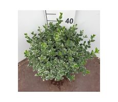 Euonymus fort. 'Emerald Gaiety, pot 23 cm, h 30 cm - afbeelding 2