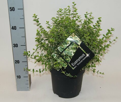 Euonymus Fortunei Emerald Gaiety, pot 23, h 40 cm - afbeelding 1