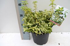 Euonymus fortunei Golden Harlequin, pot 23 cm, h 40 cm - afbeelding 2