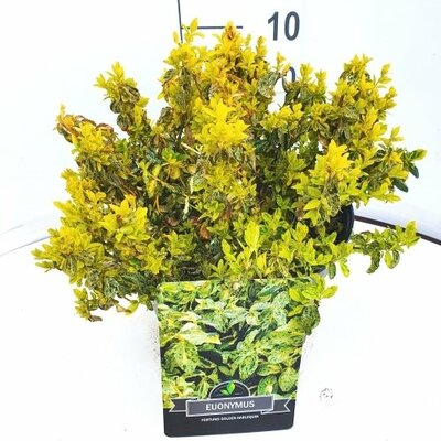Euonymus fortunei Golden Harlequin, pot 23 cm, h 40 cm - afbeelding 1