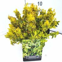 Euonymus fortunei Golden Harlequin, pot 23 cm, h 40 cm - afbeelding 1