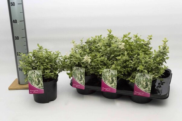 Euonymus fortunei Harlequin, pot 17 cm, h 30 cm