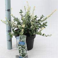 Euonymus Fortunei Harlequin, pot 23, h 35 cm - afbeelding 3