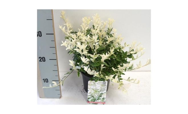 Euonymus Fortunei Harlequin, pot 23, h 35 cm - afbeelding 1