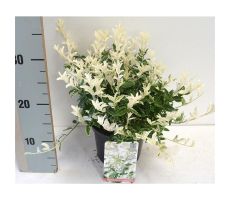 Euonymus Fortunei Harlequin, pot 23, h 35 cm - afbeelding 1