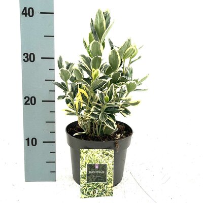 euonymus jap. bravo, H 25 cm