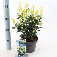 Euonymus jap. Himalaya, pot 17 cm, h 25 cm - afbeelding 1