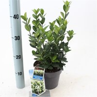 Euonymus jap. Himalaya, pot 17 cm, h 25 cm - afbeelding 2