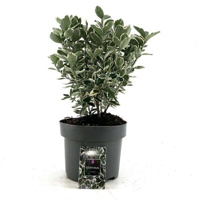 Euonymus jap. 'Kathy, pot 13 cm, h 15 cm