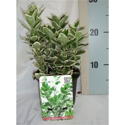 Euonymus jap. 'Kathy' ® pot 17 cm, h 35 cm