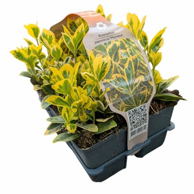 euonymus jap. marieke, 6-pack