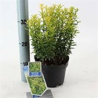 euonymus jap. 'micro aureovariegata pot 23,  h 35 cm - afbeelding 1