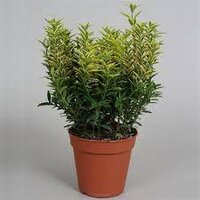 Euonymus jap. 'Micro. Aureovariegata' pot 23 cm, h 50 cm - afbeelding 2
