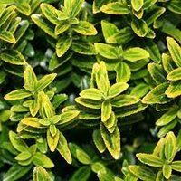 euonymus jap. 'micro aureovariegata pot 23,  h 35 cm - afbeelding 3