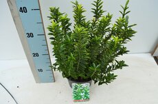 Euonymus jap. 'Microphyl. Aureovar, pot 17 cm, h 25 cm