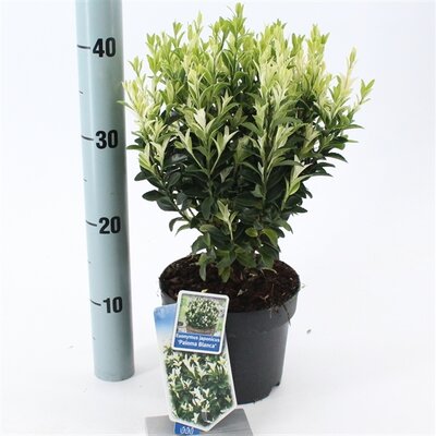 Euonymus jap. Paloma Blanca, pot 17 cm, h 25 cm - afbeelding 1