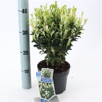 Euonymus jap. Paloma Blanca, pot 17 cm, h 25 cm - afbeelding 2