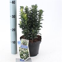 Euonymus jap. Paloma Blanca, pot 17 cm, h 25 cm - afbeelding 2