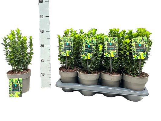 Euonymus japonica Green Spire P11
