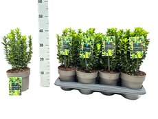 Euonymus japonica Green Spire P11