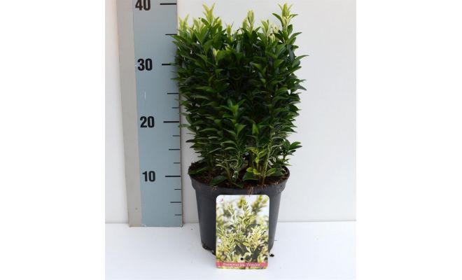 Euonymus Japonicus Francien, h 35 cm