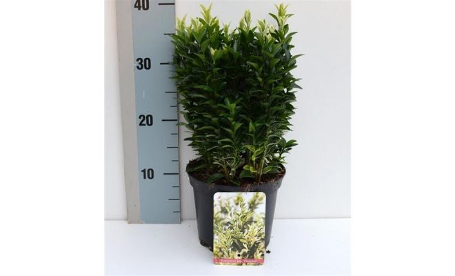 Euonymus jap. 'Francien, pot 17 cm, h 20 cm - afbeelding 1