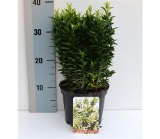 Euonymus jap. 'Francien, pot 17 cm, h 20 cm - afbeelding 1