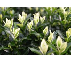 Euonymus jap. 'Francien, pot 17 cm, h 20 cm - afbeelding 2