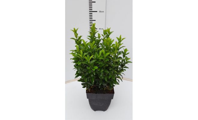 Euonymus Japonicus Green Spire, pot 12 cm, h 20 cm
