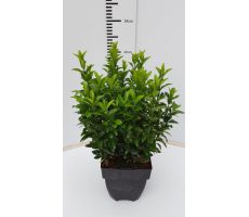 Euonymus Japonicus Green Spire, pot 12 cm, h 20 cm
