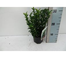 Euonymus Japonicus Green Spire, pot 13 cm, h 20 cm