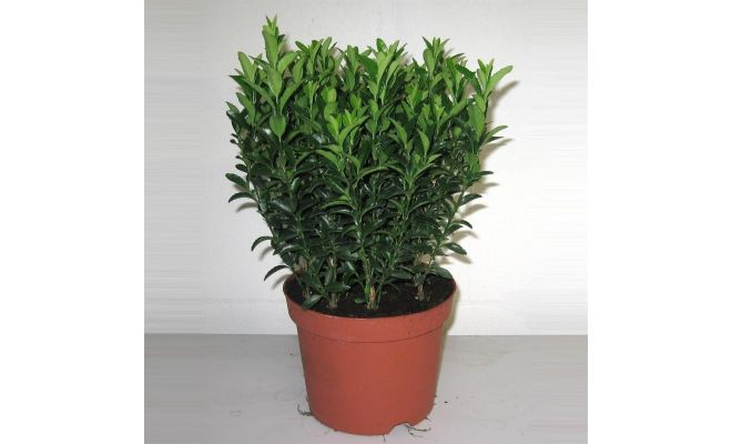 Euonymus Japonicus Green Spire, pot 13 cm, h 30 cm