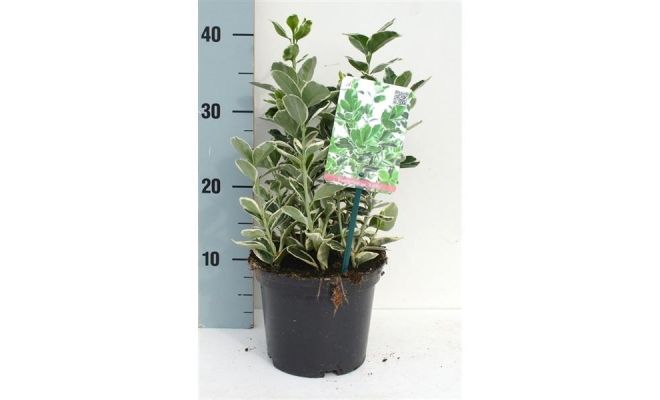 Euonymus Japonicus Kathy, pot 23 cm, h 35 cm