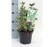 Euonymus Japonicus Kathy, pot 23 cm, h 35 cm