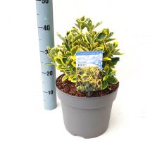 Euonymus Japonicus Marieke, h 35 cm - afbeelding 1