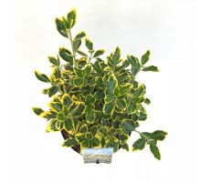 Euonymus Japonicus Marieke, h 35 cm - afbeelding 2