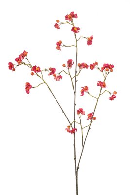 Euonymussteel x3, 90 cm, fuchsia