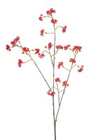 Euonymussteel x3, 90 cm, fuchsia