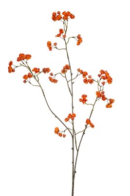 Euonymussteel x3, 90 cm, oranje