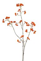Euonymussteel x3, 90 cm, oranje