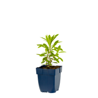 Euphorbia Ascot Rainbow P11 - afbeelding 2