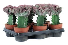 Euphorbia lactea 'Cristata, pot 10,5 cm, h 30 cm