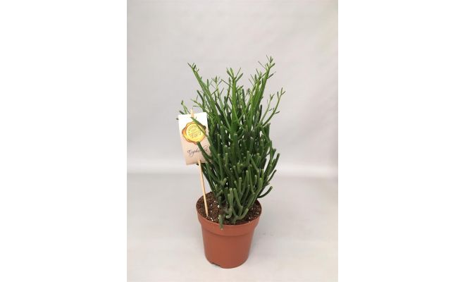 Euphorbia Tirucalli, pot 17 cm, h 50 cm